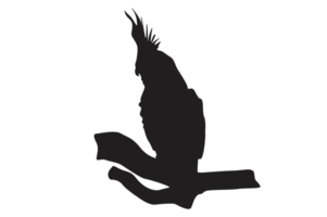 pose of a bird perched on a twig silhouette with a transparent background png