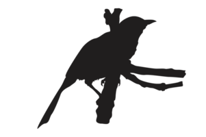 pose de une oiseau perché sur une brindille silhouette avec une transparent Contexte png