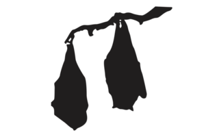 Pose of Bat Silhouette with Transparent Background png