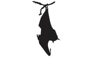 Pose of Bat Silhouette with Transparent Background png