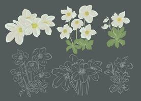 A collection of christmas rose illustrations, including hand-drawn black and white line art. vector