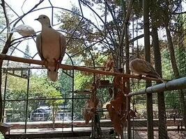 birds in captivity at the zoo photo