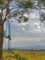 colgando árbol raíces espectáculo su años en contra el fondo de nubes y arroz campos foto