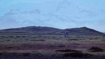 hermosa alces caminando en campos en Islandia, campo nórdico paisaje con Nevado montañas. ártico fauna silvestre en escandinavo panorámico paisaje, islandés animales en naturaleza. Mano disparo. foto