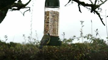 petit coloré des oiseaux dans action video