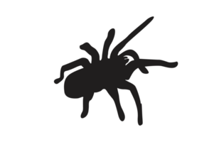 Tier-Insekt-Spinne Silhouette Muster Hintergrund png