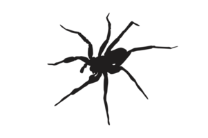 dier-insect-spin silhouet patroon achtergrond png