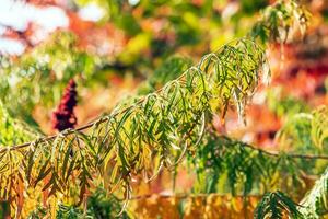 Rhus typhina in October. Yellow Red leaves of staghorn sumac. Rhus typhina is a species of flowering plants in the Anacardiaceae family. photo