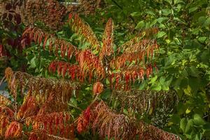 Rhus typhina in October. Yellow Red leaves of staghorn sumac. Rhus typhina is a species of flowering plants in the Anacardiaceae family. photo