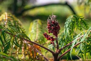 Rhus typhina in October. Yellow Red leaves of staghorn sumac. Rhus typhina is a species of flowering plants in the Anacardiaceae family. photo