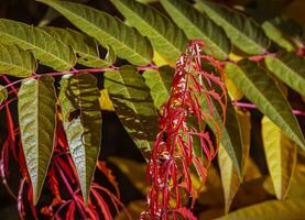 Rhus typhina in October. Yellow Red leaves of staghorn sumac. Rhus typhina is a species of flowering plants in the Anacardiaceae family. photo