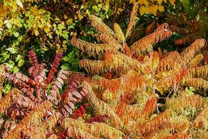 Rhus typhina in October. Yellow Red leaves of staghorn sumac. Rhus typhina is a species of flowering plants in the Anacardiaceae family. photo