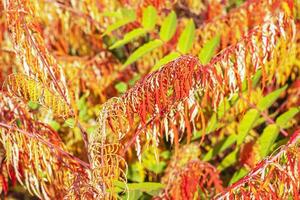 Rhus typhina in October. Yellow Red leaves of staghorn sumac. Rhus typhina is a species of flowering plants in the Anacardiaceae family. photo