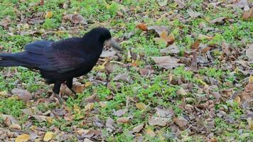 un' giovane Affamato corvo è guardare per cibo nel il erba nel autunno. video