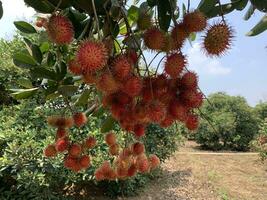 The rambutan fruit is ripe, there are so many of them that they touch the ground. photo