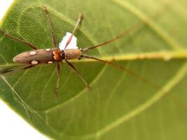 Macro shot of Batocera rubus photo