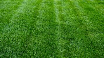 Close-up green grass, natural greenery texture of lawn garden. Stripes after mowing lawn court. Lawn for training football pitch, Golf Courses. photo