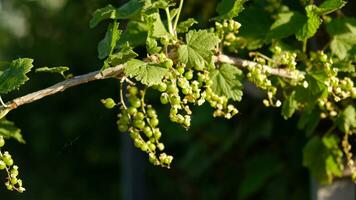 Blooming and green ovary of berries currants, several flowers on branch. Flowering bush of red, black or white currant with green leaves in the garden. Unripe green berries of currant close-up. photo