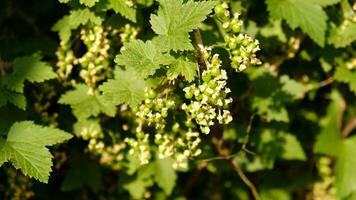 Blooming and green ovary of berries currants, several flowers on branch. Flowering bush of red, black or white currant with green leaves in the garden. Unripe green berries of currant close-up. photo