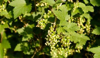 Blooming and green ovary of berries currants, several flowers on branch. Flowering bush of red, black or white currant with green leaves in the garden. Unripe green berries of currant close-up. photo