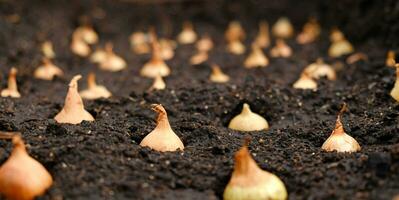 Close-up Onion sets for Planting in fresh dark soil. Early spring preparations for garden season. The process of sowing onion seeds in open ground. How to Grow Onions. Onion bulbs. Selective focus. photo