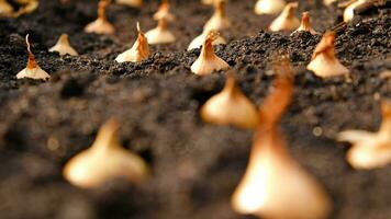 Close-up Onion sets for Planting in fresh dark soil. Early spring preparations for garden season. The process of sowing onion seeds in open ground. How to Grow Onions. Onion bulbs. Selective focus. photo