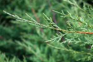 Festive Juniper Macro - Evergreen Needles, Christmas and New Year Decor, with Ample Copy Space photo