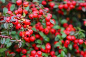 Cranberry macro, red berries, and green branches, close-up view of vibrant red cranberries on lush green twigs photo