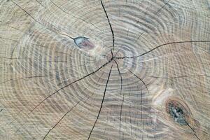 Wood board background. Texture seen in a cut surface of wood with cracks. Tree rings pattern backdrop. Copy Space photo