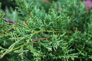 Festive Juniper Macro - Evergreen Needles, Christmas and New Year Decor, with Ample Copy Space photo