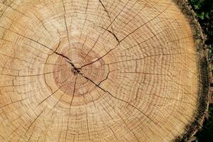 madera tablero antecedentes. textura visto en un cortar superficie de madera con grietas árbol anillos modelo fondo. Copiar espacio foto