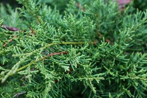 Festive Juniper Macro - Evergreen Needles, Christmas and New Year Decor, with Ample Copy Space photo