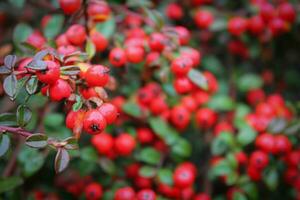 Cranberry macro, red berries, and green branches, close-up view of vibrant red cranberries on lush green twigs photo