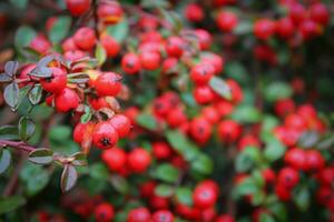 Cranberry macro, red berries, and green branches, close-up view of vibrant red cranberries on lush green twigs photo