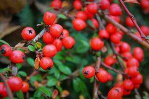 Cranberry macro, red berries, and green branches, close-up view of vibrant red cranberries on lush green twigs photo