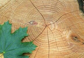 Wood board background. Texture seen in a cut surface of wood with cracks. Tree rings pattern backdrop. Copy Space photo