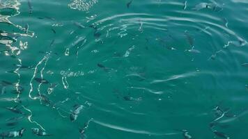 incroyablement magnifique vert l'eau et beaucoup petit poisson, poisson manger pain, le réflexion de le ciel sur le eau, le rocheux bas de le mer, ensoleillé temps video