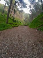 explorador el sereno pino belleza de un pintoresco montaña paisaje foto