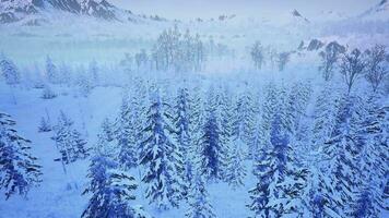 winter natuur animatie video