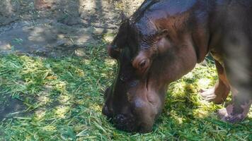 The hippopotamus has a large and heavy body, as well as dark gray skin. photo