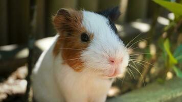 Close up Marmots are small, but they have very specific and complex needs. photo