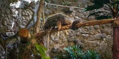 binturong es un tipo de zorro con un mas grande cuerpo Talla y pertenece a nocturno animales o animales ese son activo a noche pero algunas veces binturongs lata además ser encontró durante el día. foto