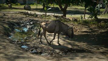 The black wildebeest is an animal that is closely related to the goat i photo