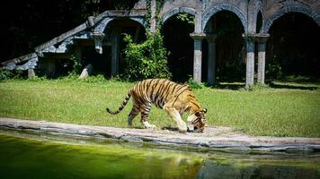 el tigres ese son caminando junto a el piscina a el bali zoo son consciente ese ellos son apéndice depredadores, ellos principalmente presa en ungulados tal como ciervo y salvaje Jabali. foto