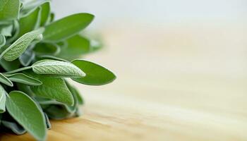 Sage leaf medicine herbal ingredient. Health aromatherapy herb. Generative AI photo