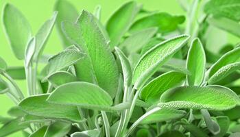 Sage leaf medicine herbal ingredient. Health aromatherapy herb. Generative AI photo