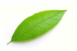 Green leaf on white background. Generative AI. photo