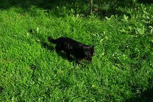 Black furious cat is looking for a hunt on the green grass photo