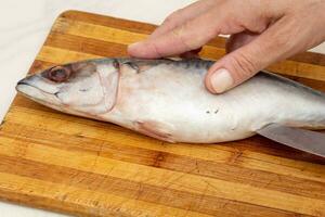 Woman hand cutting mackerel to clean from offals photo