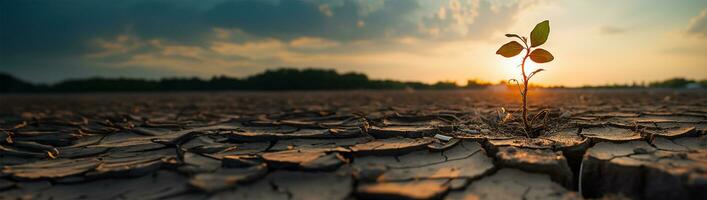 a plant sprouts from the ground in a dry field AI Generative photo